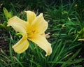 Yellow Daylily, bright and cheerful flower.