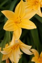 Yellow daylily Royalty Free Stock Photo