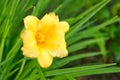 yellow daylily flower grows in the garden, leaves, after rain in the evening Royalty Free Stock Photo