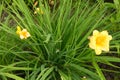 yellow daylily flower grows in the garden, leaves, after rain in the evening Royalty Free Stock Photo