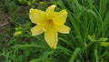 Yellow daylily flower swaying in the wind