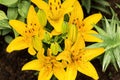 Yellow daylily flower after rain with water drops Royalty Free Stock Photo