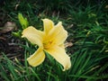 Yellow Daylily in the garden. Royalty Free Stock Photo