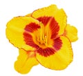 Yellow daylily (Hemerocallis) closeup isolated on white