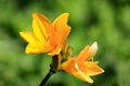 Yellow Daylily or Hemerocallis Flowers Close Up Royalty Free Stock Photo