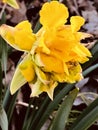 Yellow Daylily Royalty Free Stock Photo