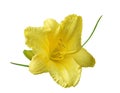 Yellow Daylily Royalty Free Stock Photo