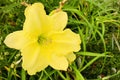 Yellow Daylily in the garden. copy space. Royalty Free Stock Photo