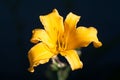 Yellow Daylily with Tiny Spider Royalty Free Stock Photo