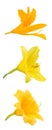 Yellow daylily varieties