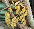 yellow dead moringa leaves hanging from the branches