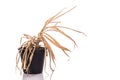 Yellow dead plant (Pandanus) in potted. Studio shot isolated on