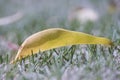 Yellow deciduous green grass leaves