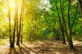 Yellow deciduous trees on a bright sunny day