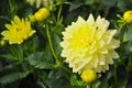 Yellow decorative dahlia