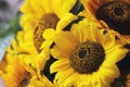 Yellow decorative flowers sunflowers close up Royalty Free Stock Photo