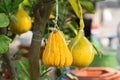 Yellow decorative pomelo on tree. Pomelo is a symbol of prosperity, so the fruit is often served at Vietnamese Lunar New Year`s c Royalty Free Stock Photo