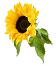 Yellow decorative sunflower with green leaves