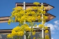 Yellow wild flower and signposts, Sicily, Italy