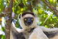 Yellow deep gaze eyes on a white lemur in Madagascar