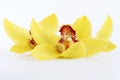Yellow delicate flowers petals white background Royalty Free Stock Photo