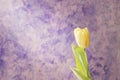 Yellow delicate tulip on a purple background with a falling beam of light.