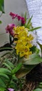 Yellow dendro orchid give garden many soul