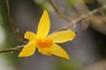 Yellow Dendrobium orchid