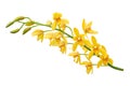 Yellow Dendrobium Orchid