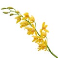 Yellow Dendrobium Orchid Royalty Free Stock Photo