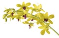 Yellow Dendrobium Orchid on White Background. Royalty Free Stock Photo