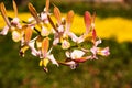 Yellow  dendrobium orchids blooming in garden Royalty Free Stock Photo