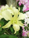 Yellow Dendrobium sonia Royalty Free Stock Photo