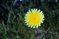 Yellow desert dandelion flower, Anza Borrego desert state park