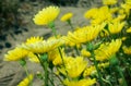 Yellow desert dandelion flowers, Anza Borrego desert state park,