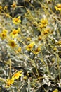 Yellow Desert Flowers