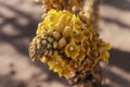 Yellow desert hyacinth Cistanche tubulosa in the Sahara desert of Morocco