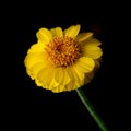 Yellow Desert Marigold, Baileya multiradiata, on black