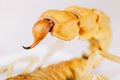 Yellow desert scorpion sting Royalty Free Stock Photo