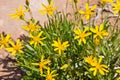 Yellow Desert Wildflowers in Arches National Park Royalty Free Stock Photo