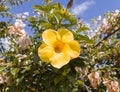 Yellow detail flower itapetinga summer Royalty Free Stock Photo