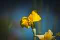 Yellow detail in the landscape. Selective Focus on Canna or canna lily.