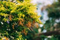 Yellow dewdrop or Pigeon Berry, fruit buds. Fruit is a small round orange shape.