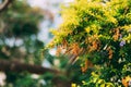 Yellow dewdrop or Pigeon Berry, fruit buds. Fruit is a small round orange shape.