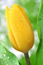 Yellow dewy tulip Royalty Free Stock Photo