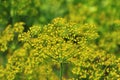 Yellow dill