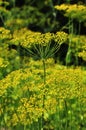 Yellow dill