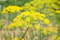 Yellow dill flower in a close-up garden