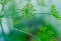Yellow dill flowers, close-up. Large inflorescences of dill on green background. Fresh green fennel. Spicy grass