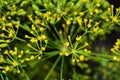 Yellow dill flowers. Macro photo of fennel. Green background.